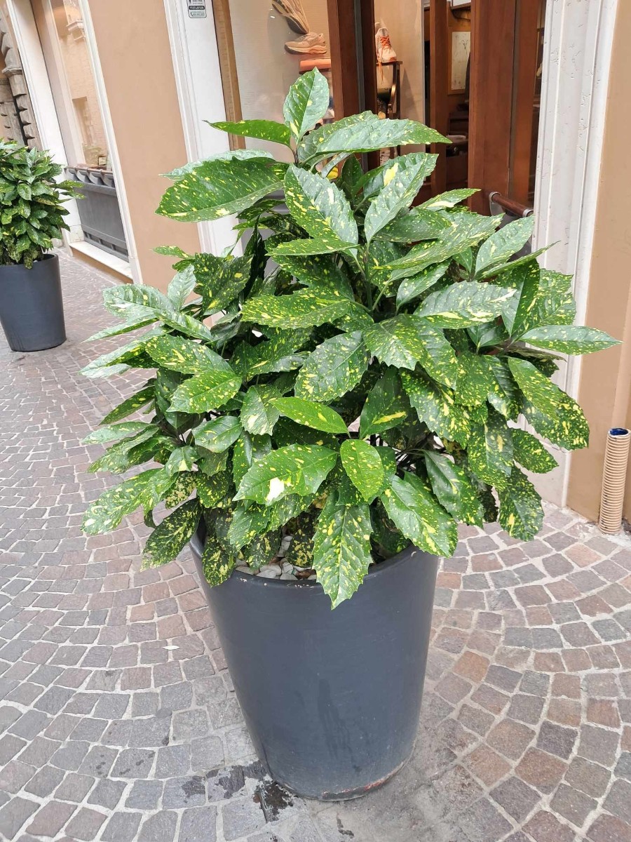 2024-05-17 Erasmus środa 15 maja
